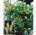 Prunus laurocerasus ´Etna´® / Vavrínovec, K9