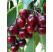 Prunus avium ´Karešova´ / Čerešňa, Colt
