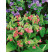 Pulmonaria rubra 'Redstart' / Pľúcnik červený, K9