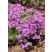Phlox subulata ´Purple Beauty´ / Flox šidlolistý, K9