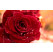 Rosa ´Queen of Bermuda´ / Ruža čajohybrid červená, krík, BK
