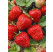 Fragaria ananassa ´Ravellia´ / Jahoda veľmi skorá, bal. 6 ks, 6x K7