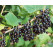 Ribes nigra  ´Kopanija´/ Ríbezľa čierna, ker, 4-5 výh., VK