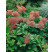 Rodgersia pinnata 'Superba'/ Rodgerzia , K13