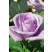 Rosa ´Lady X´ / Ruža čajohybrid, krík, BK