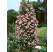 Rosa ´Clg. Coral Dawn´ / Ruža popínavá, krík, BK