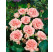 Rosa ´Clg. Kimono´ / Ruža popínavá ružová, krík, C3