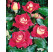 Rosa ´Kronenbourg´ / Ruža čajohybrid červenožltá/biela, krík, BK