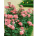 Rosa ´Tom-Tom´ / Ruža mnohokvetá, krík, BK