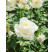 Rosa ´Virgo´ / Ruža čajohybrid, krík, BK