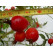 Rosa rugosa syn. villosa ´Karpatia´ / Ruža plodová, 30-40 cm, K9