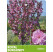 Prunus serrulata ´Royal Burgundy´ / Sakura ozdobná, 100-150 cm, VK