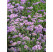 Verbena bonariensis ´Royal Dreams´ / Železník argentínsky , K9