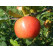 Malus domestica ´Rubinola´ / Jabloň, MM111