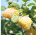 Rubus idaeus Summer Lovers® Garden Golden´/ Malina žltá, K9