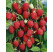 Rubus idaeus ´Glen Ample´ / Malina červená, krík
