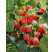 Rubus idaeus ´Meeker´ / Malina červená, 40/60, K12