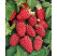 Rubus idaeus ´Polana´ / Malina červená, K9
