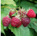 Rubus idaeus ´Summer Lovers® Early´ / Malina červená, K9