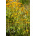 Rudbeckia fulgida ´Deami´, C1