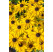 Rudbeckia x hybrida Summerdaisy´s ® ´Golden Sun´/ Rudbekia , K9