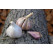 Allium sativum ´Rusinka´ / Sadbový cesnak, bal. 3 hlavičiek, 125 g