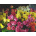 Rosa mix / Kolekcia ušľachtilých ruží, bal. 3 kríky, 3xBK