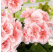 Pelargonium zonale ´Salmon Queen´ / Muškát krúžkový ružový, bal. 3 ks, 3x K7