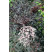 Sambucus nigra ´Eva Lace´/ Baza čierna , 30-40 cm, K12