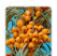 Hippophae rhamnoides 'Friesdorfer Orange´ / Rakytník rašetliakový, samoopelivý, C4, 60+