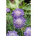 Scabiosa columbaria 'Mariposa Blue'  / Hlaváč, K9