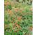 Sedum kamtschaticum ´Variegatum´ / Rozchodník, K9