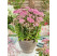 Sedum spectabile ´Carl´ / Rozchodník, K9