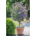 Solanum rantonnetii / Enciánový stromček, K9