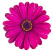 Osteospermum ´Soleo Purple´ / Osteospermum, K7