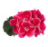 Pelargonium zonale ´pac®Spanish Wine® Red´ / Muškát krúžkovaný, K7