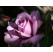 Rosa ´Sterling´ / Ruža čajohybrid fialová, krík, BK