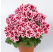 Pelargonium grandiflorum ´pac®Aristo®Strawberry Cream´ / Muškát veľkokvetý, K7