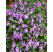 Streptocarpus hybr. / Streptokarp / Konžská fialka, K7