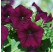 Petunia Surfinia®´Burgundy´ / Petúnia, bal. 6 ks, 6x K7