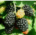 Rubus fruticosus ´Thornfree´ / Beztŕňová černica, 20 - 30 cm, K9 