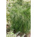 Thuja plicata ´Whipcord´/ Tuja riasnatá, 30-40 cm, C5