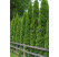 Thuja occidentalis ´Smaragd´ / Tuja smaragdová, 30-40 cm, C2