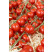 Rajčiny cherry ´Sanvitos®F1´ (Favorita), prirodzene rezistentné, štepená rastlina, K12