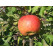 Malus domestica ´Topaz´ / Jabloň, MM106