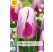 Tulipa ´Bojangles´ / Tulipán, bal. 7 ks, 11/12