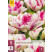 Tulipa ´Double Shake´ / Tulipán, bal. 5 ks, 11/12