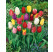 Zmes Darwin tulipánov, bal. 10 ks, 11/12