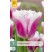 Tulipa ´Siesta´ / Tulipán, bal. 7 ks, 11/12