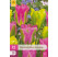 Tulipa ´Strawberry Lemonade´ / Tulipán, bal. 12 ks, 11/12